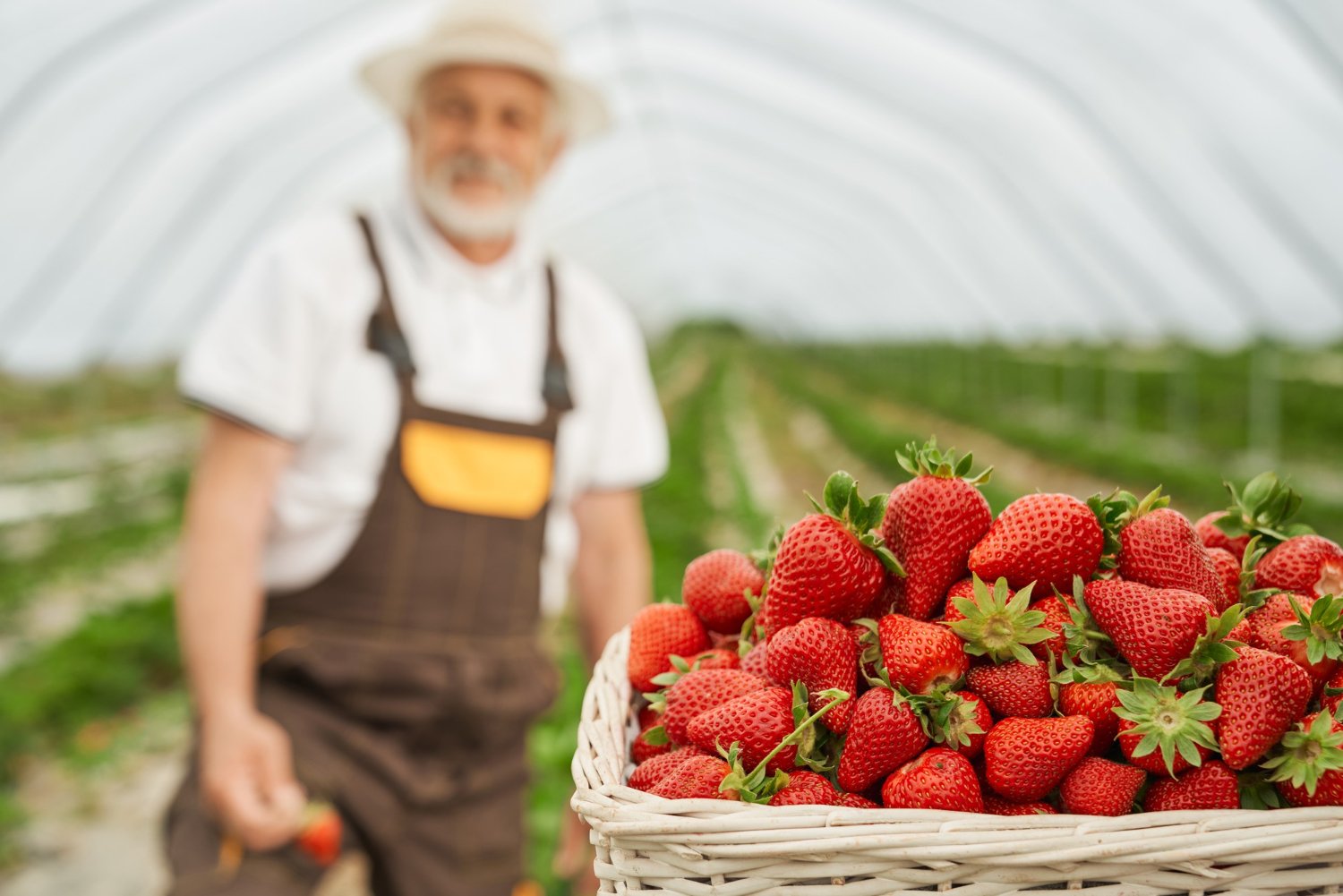 Participación de Agrofercol en el Seminario – taller Cultivo de fresa