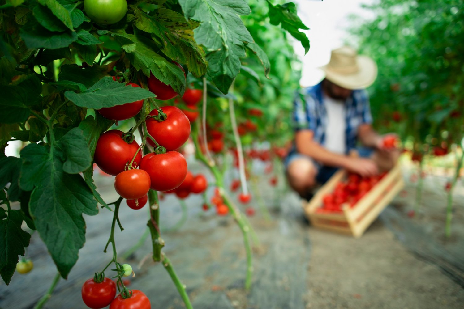 Día de campo productores de Tomate, Curití (Santander)