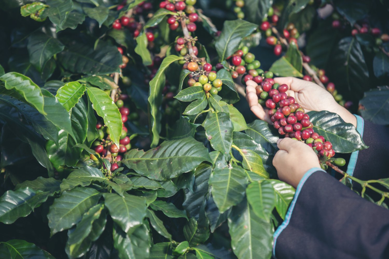 Agrofercol presente en la Convención de Agricultores del Eje cafetero