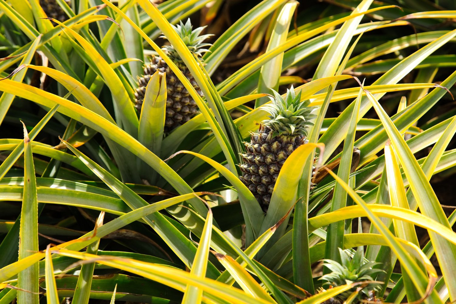 Producción de piña llegaría a más 950 mil toneladas en 2018, calcula MinAgricultura