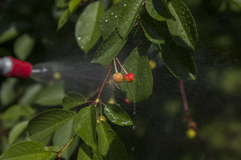 ¿CÓMO CONSEGUIR UNA CORRECTA FERTILIZACIÓN FOLIAR?