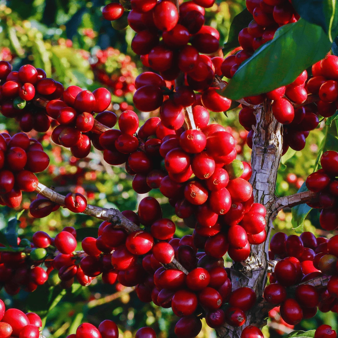 Huila, Cauca y Nariño concentran 35% del total de hectáreas sembradas de café