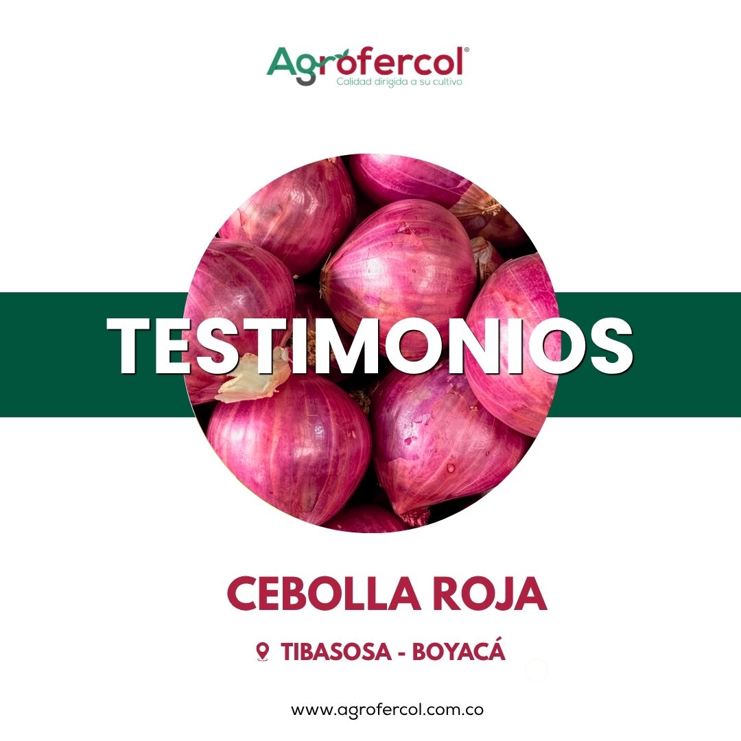 Testimonios Agrofercol en cebolla roja