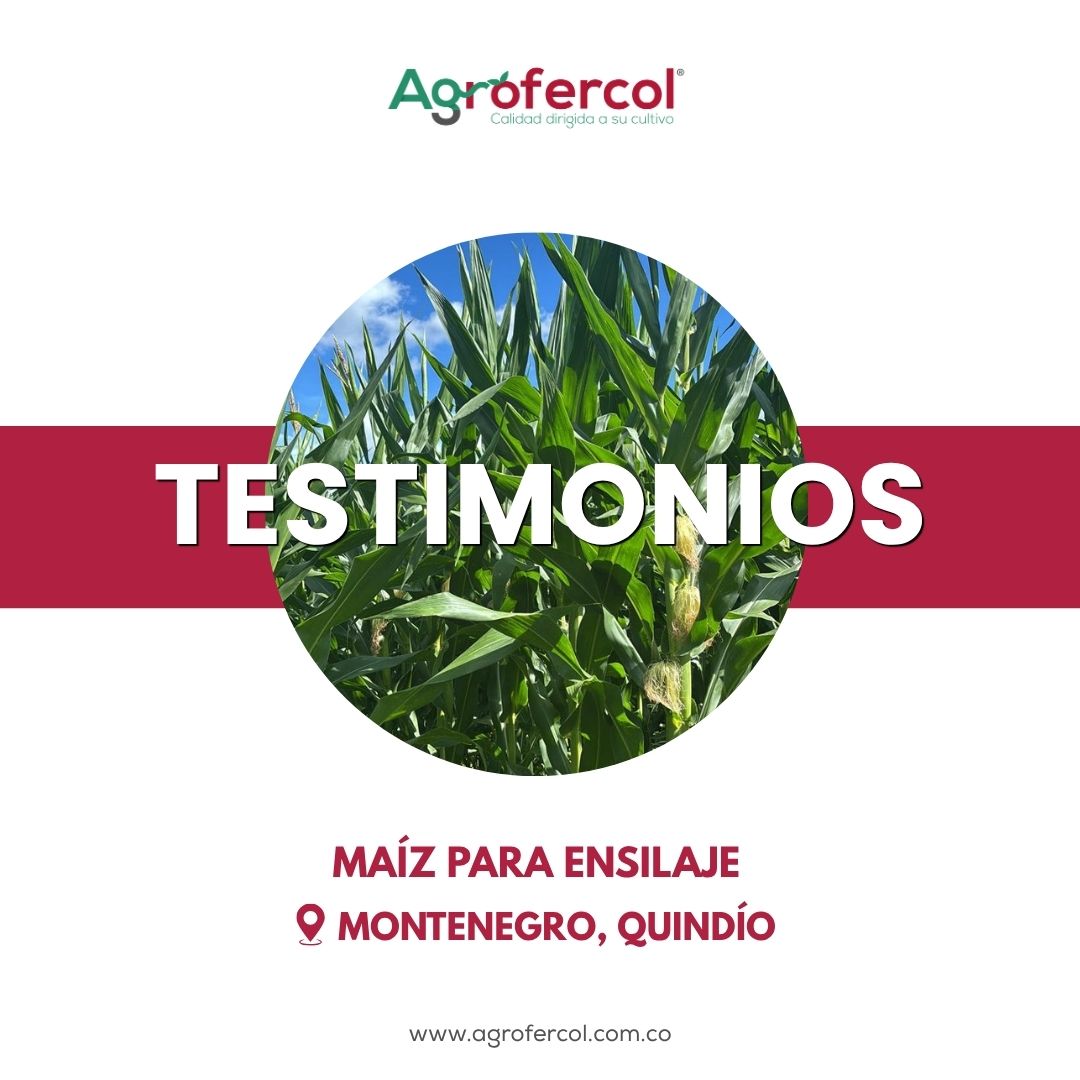 Testimonios Agrofercol en maíz